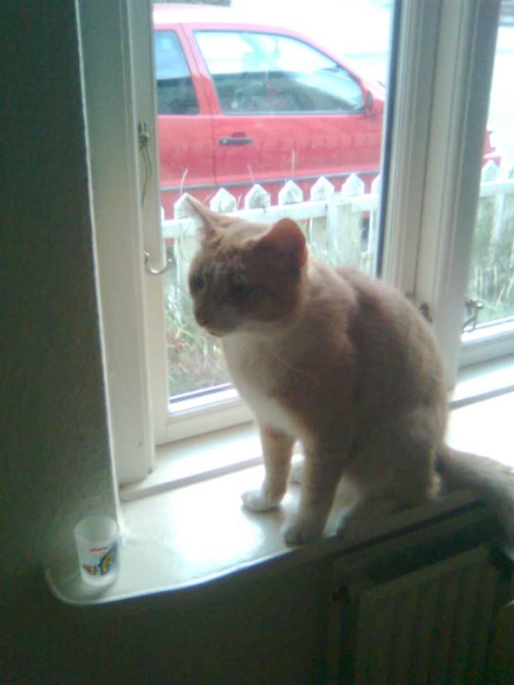 Huskat Zuma billede 10