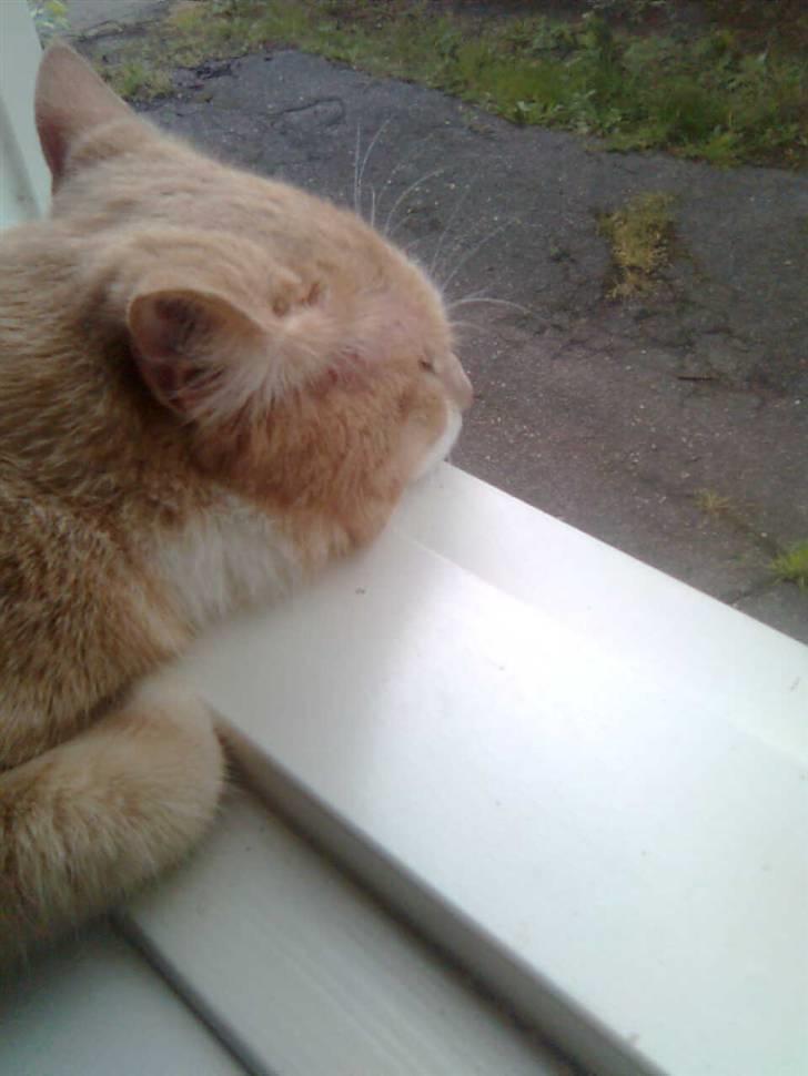 Huskat Zuma billede 11