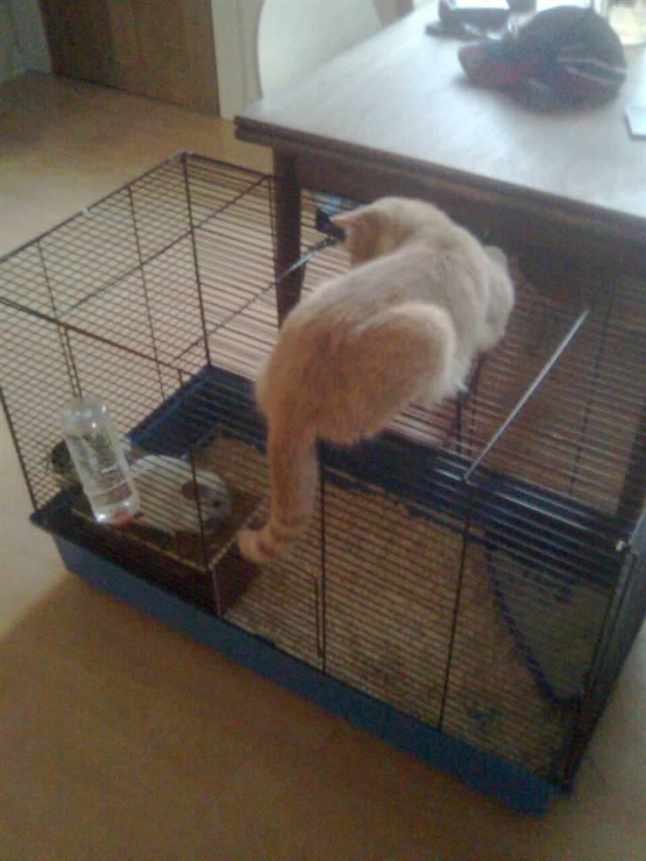 Huskat Zuma billede 12