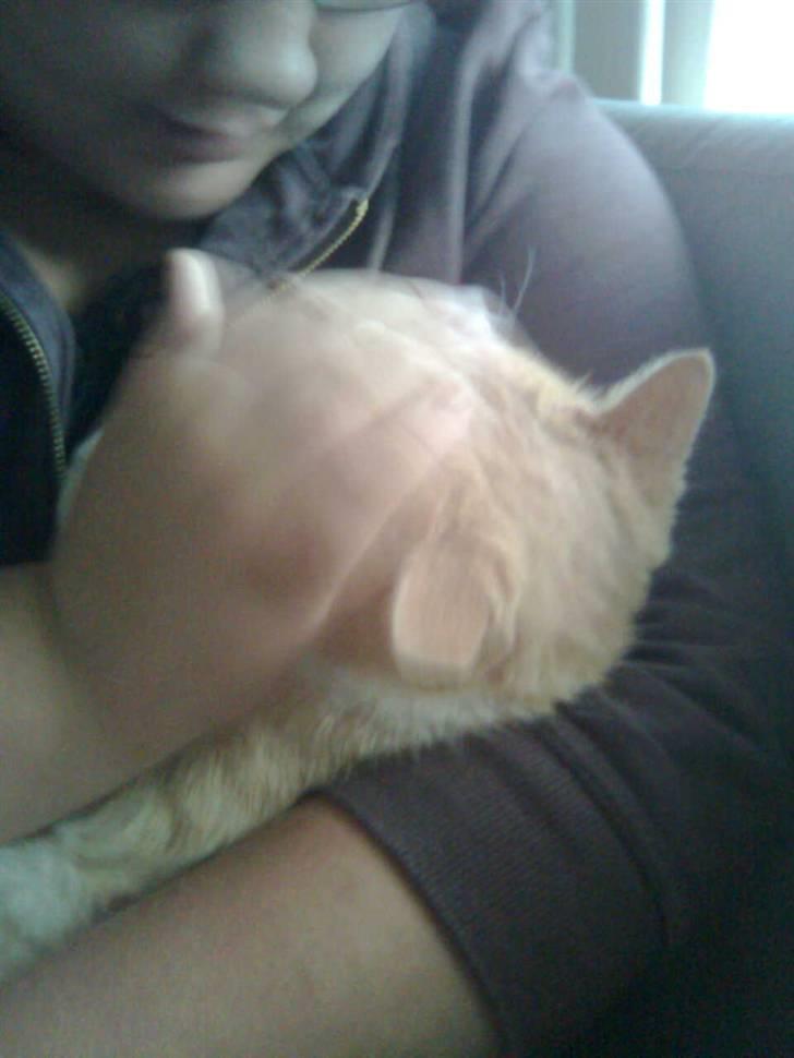 Huskat Zuma billede 13