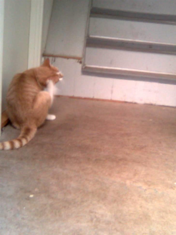 Huskat Zuma billede 14