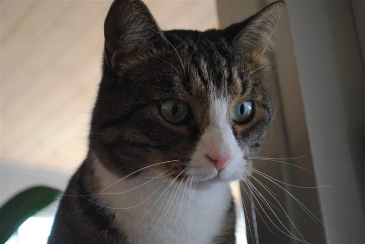 Huskat Tvist billede 5