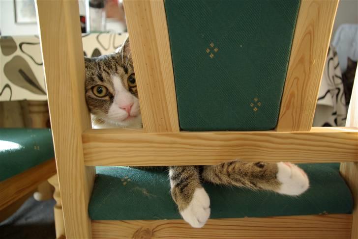 Huskat Oliver billede 4