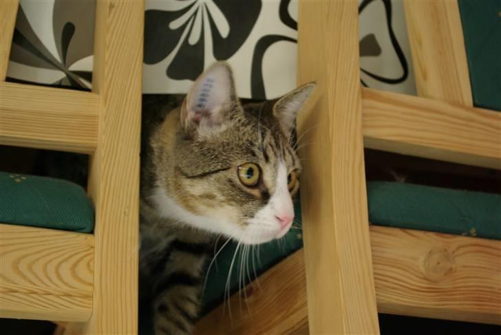 Huskat Oliver billede 5