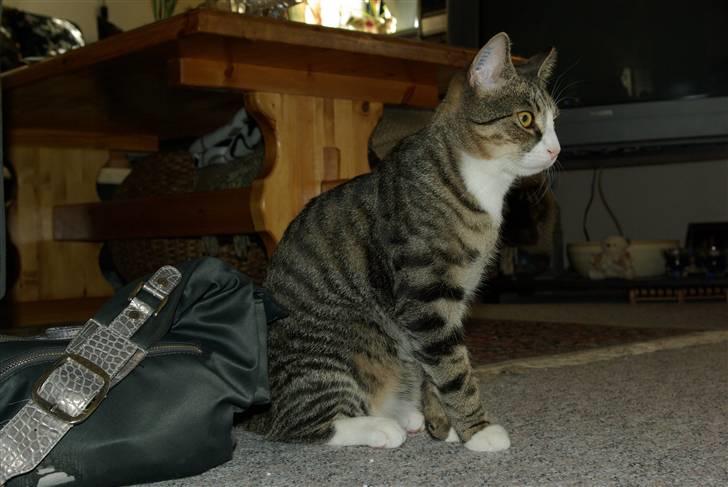 Huskat Oliver billede 6