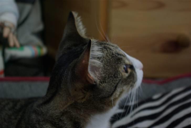 Huskat Oliver billede 7