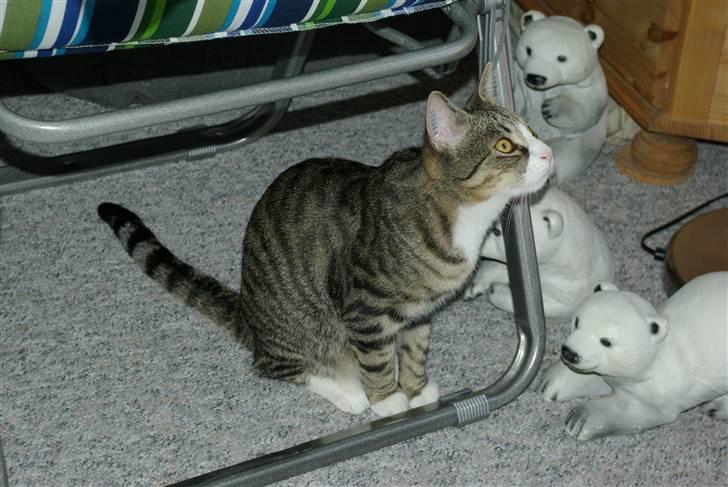 Huskat Oliver billede 8