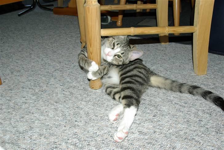 Huskat Oliver billede 9