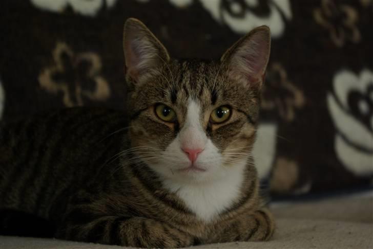 Huskat Oliver billede 10