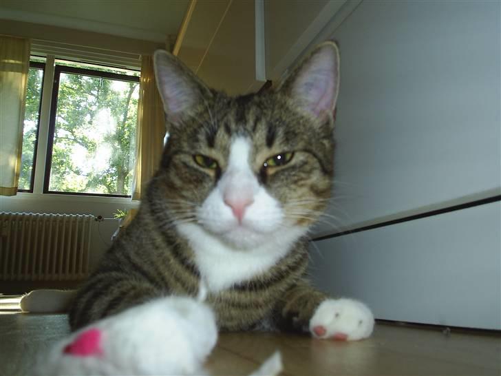 Huskat Oliver billede 18