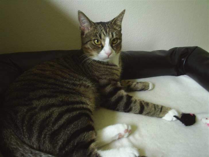 Huskat Oliver billede 12