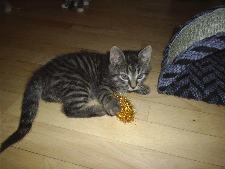 Huskat Bastian billede 17