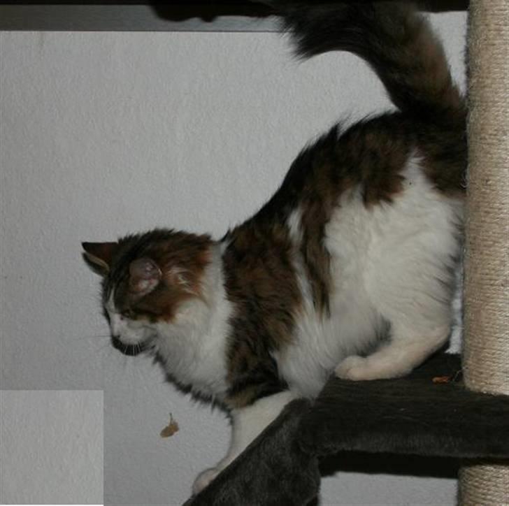 Maine Coon / Norsk skovkat: Kandis billede 7