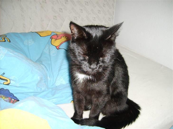 Huskat Pjuski billede 2