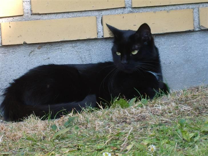 Huskat Pjuski billede 3