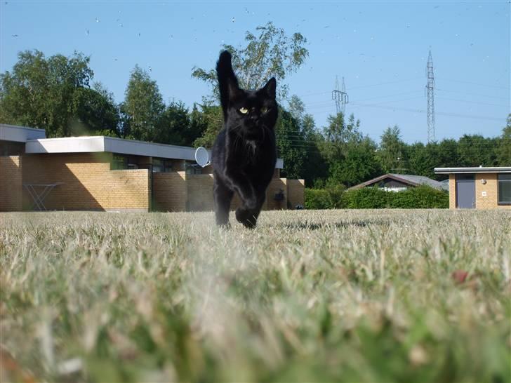 Huskat Pjuski billede 4