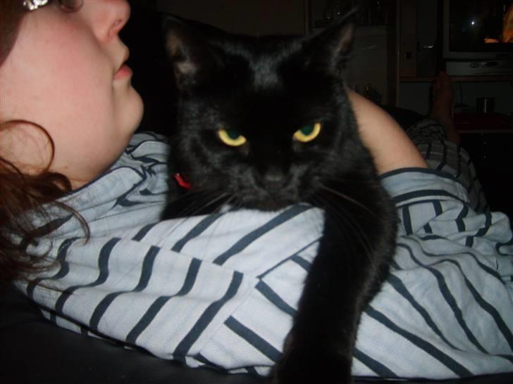 Huskat Pjuski billede 5