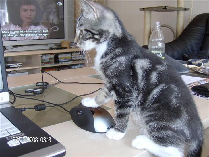 Blanding af racer bella - her spiller jeg computer....  billede 20