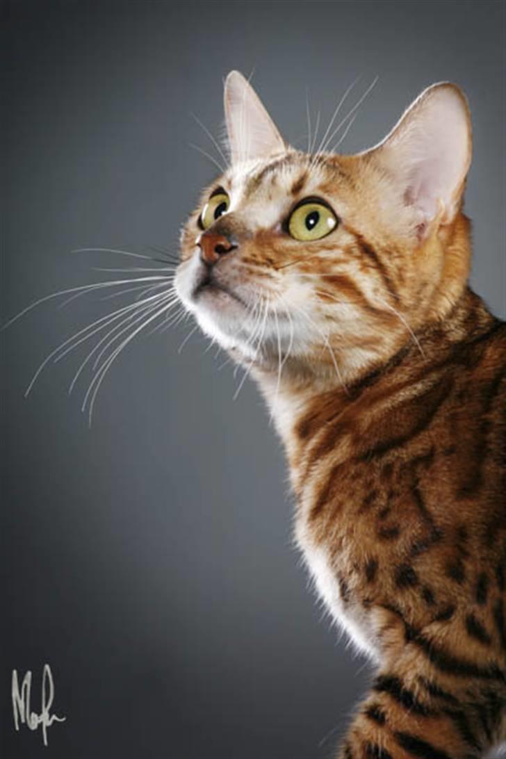 Bengal Purfect Angel - Angel har blitt en stor dame billede 15