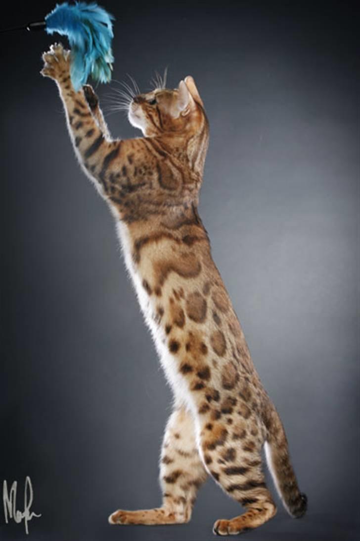 Bengal Purfect Angel - Vi älskar henne så, hon har många fina egenskaper billede 16