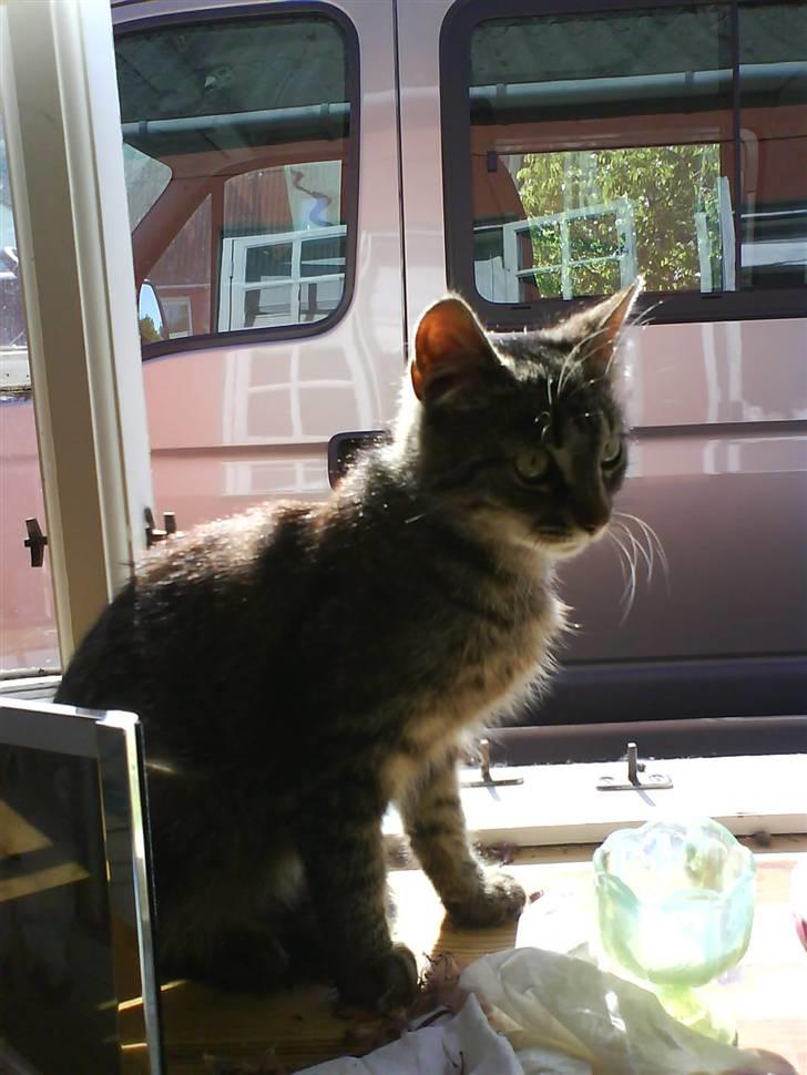 Blanding af racer tiger<33 - velkommen, til tiger´s profil <33 billede 1