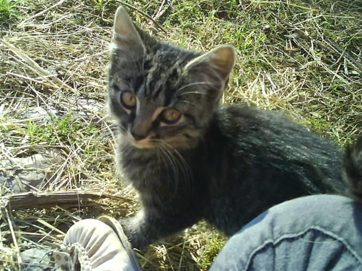 Blanding af racer tiger<33 - tiger som lille. :D billede 2