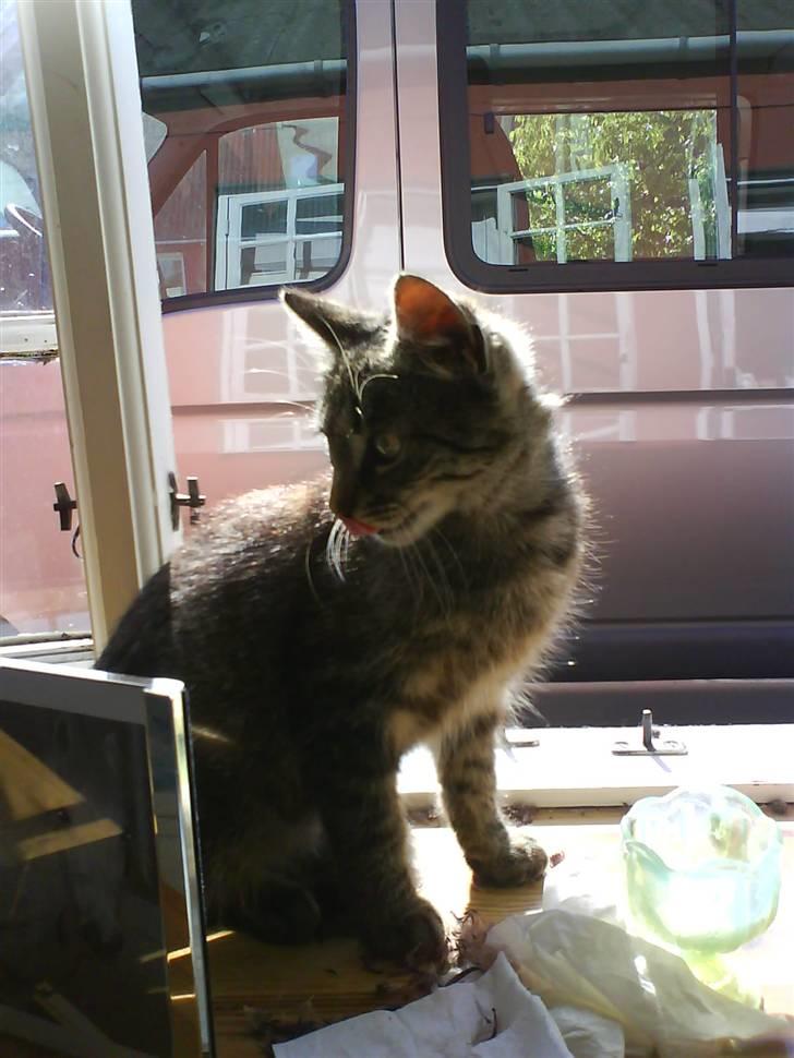 Blanding af racer tiger<33 - tiger sidder i vinduet, og kigger. :o) billede 3