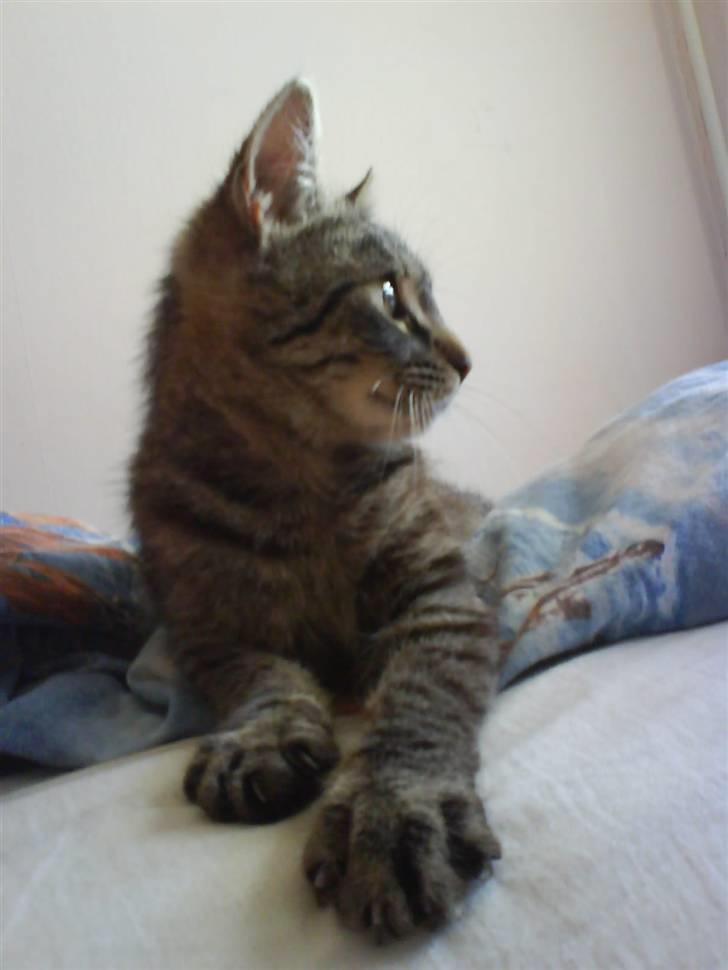 Blanding af racer tiger<33 - hvad mon hun kigger på. :o) billede 4