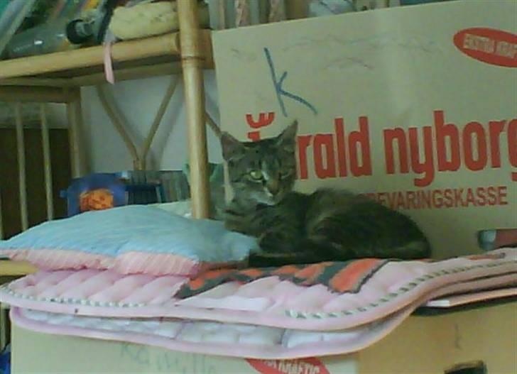 Blanding af racer tiger<33 - tiger<3 billede 5