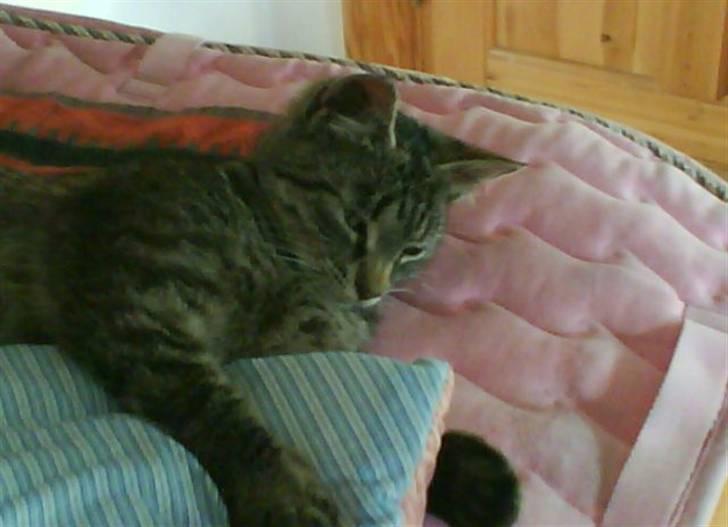 Blanding af racer tiger<33 - tiger sove. :p billede 6