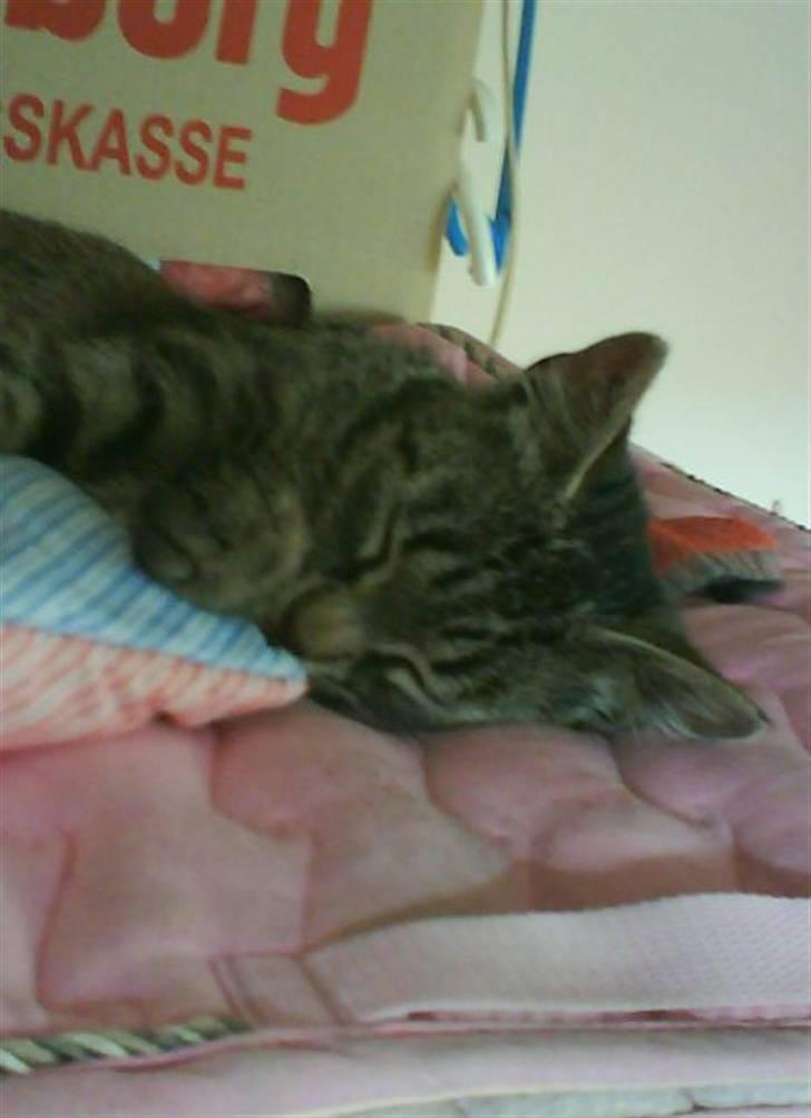 Blanding af racer tiger<33 - tiger skatter<3 billede 7