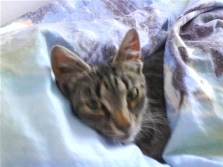 Blanding af racer tiger<33 - mussen<33 billede 8