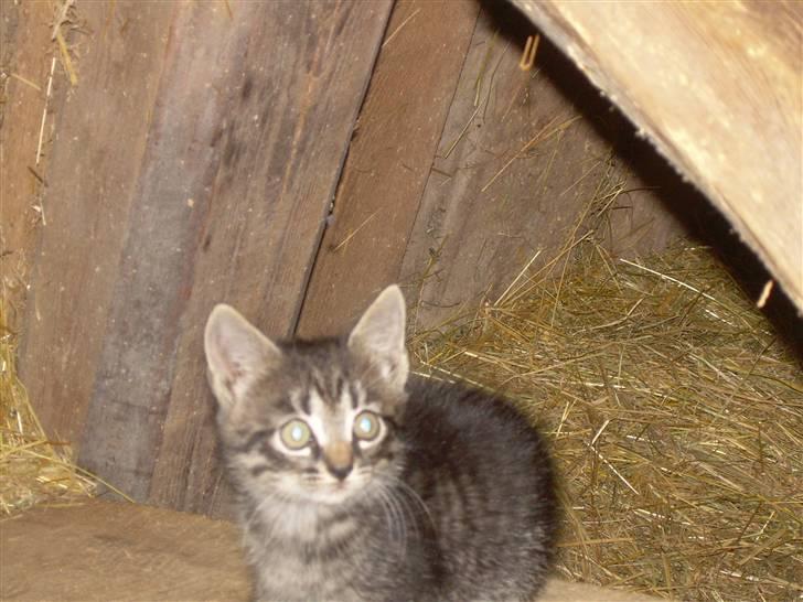 Blanding af racer tiger<33 - tiger som unge. (8 uger)  billede 9