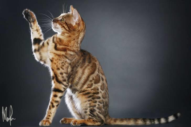 Bengal Purfect Angel - visst har hon blivit fin vår lilla ängel billede 17