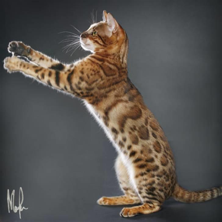 Bengal Purfect Angel - hon ska snart få träffa vår fina Leo :) billede 18