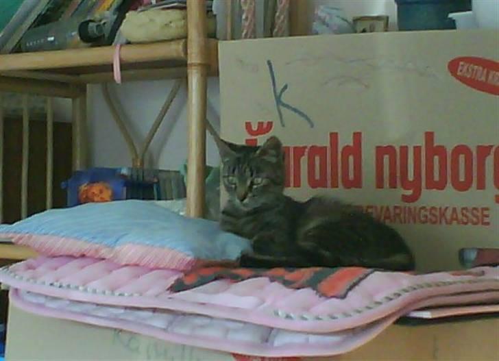 Blanding af racer tiger<33 - hov er hun bare dejlig<´33 billede 10