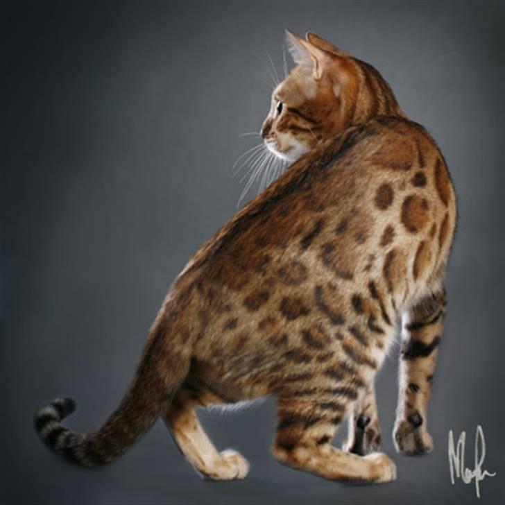 Bengal Purfect Angel billede 20