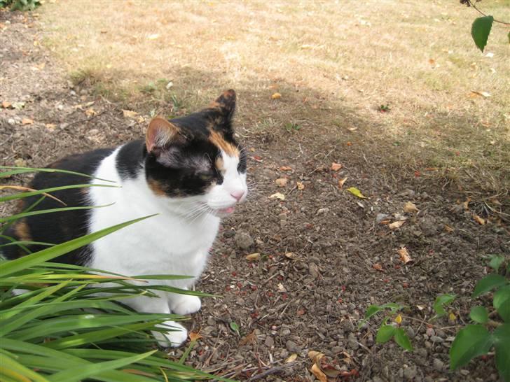 Huskat Frida billede 13