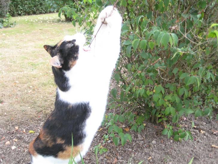 Huskat Frida billede 14