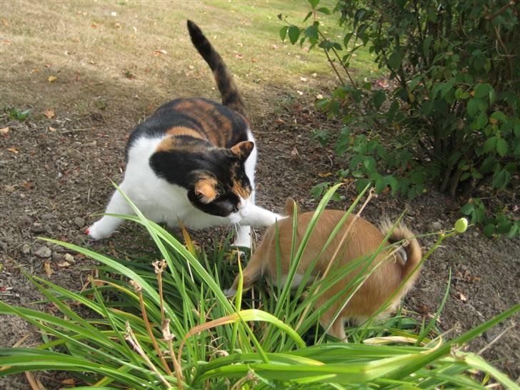 Huskat Frida - Nu skal du ik komme for godt igang, for så skal jeg ordne dig. billede 15