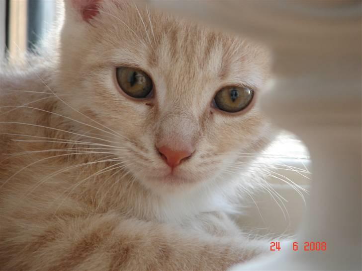 Huskat Cuba billede 9