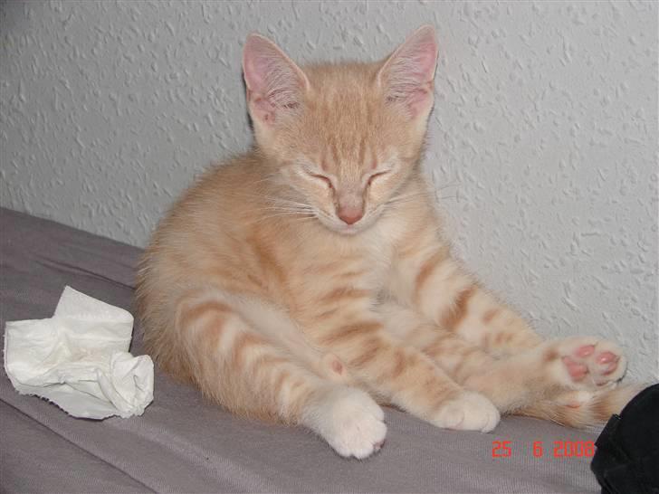 Huskat Cuba - tager en lille morfar  billede 10