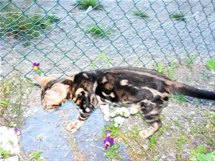 Bengal Leopardette´s Genesis billede 1