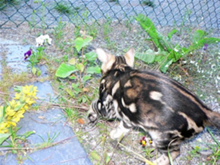 Bengal Leopardette´s Genesis billede 2