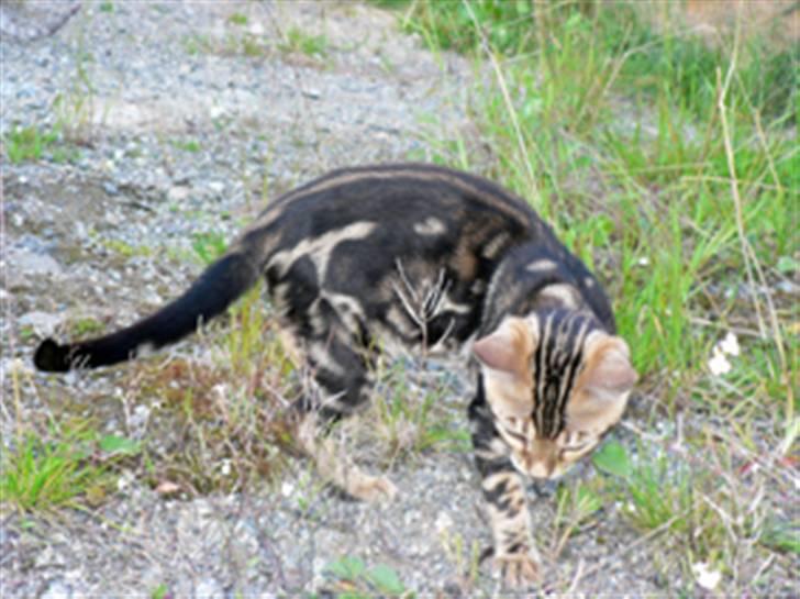 Bengal Leopardette´s Genesis billede 3