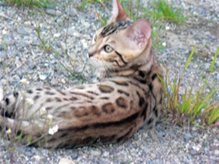 Bengal Leopardette´s Genesis billede 4