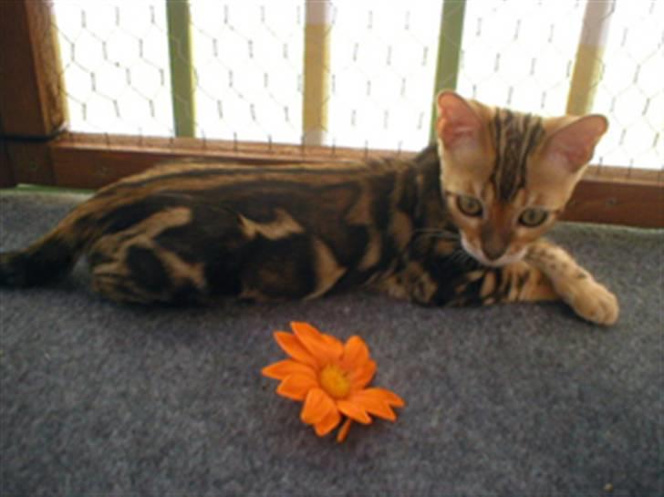 Bengal Leopardette´s Genesis billede 5
