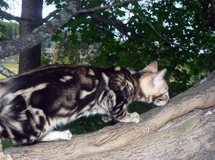 Bengal Leopardette´s Genesis billede 6