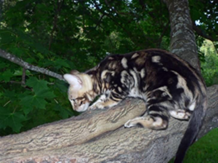 Bengal Leopardette´s Genesis billede 7