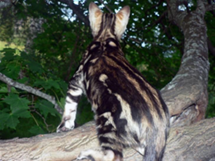 Bengal Leopardette´s Genesis billede 8